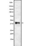 WNT5B Antibody in Western Blot (WB)