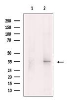 XAF1 Antibody in Western Blot (WB)