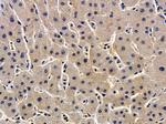 ZDHHC7 Antibody in Immunohistochemistry (Paraffin) (IHC (P))