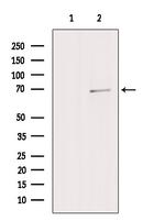 ZNF143 Antibody in Western Blot (WB)