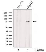 ZNF143 Antibody in Western Blot (WB)