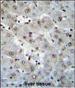 Histone H2A.Z Polyclonal Antibody