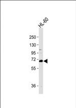 WDR70 Antibody in Western Blot (WB)