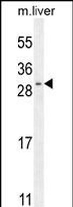 SHISA3 Antibody in Western Blot (WB)