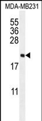 UNQ3104 Polyclonal Antibody
