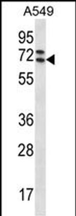 PIK3AP1 Polyclonal Antibody
