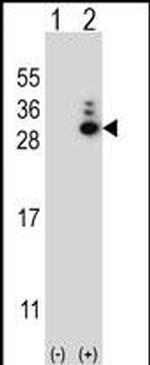 MOB1A Polyclonal Antibody