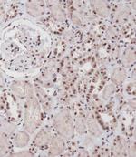 SIM1 Polyclonal Antibody