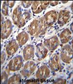 PGA4 Antibody in Immunohistochemistry (Paraffin) (IHC (P))