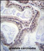 eIF1AY Polyclonal Antibody