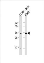 OR2A42 Polyclonal Antibody