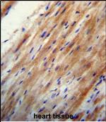 Apolipoprotein O Polyclonal Antibody