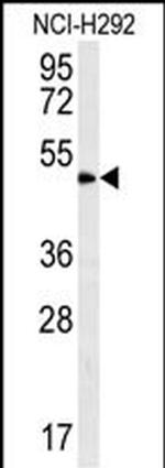 ZNF154 Polyclonal Antibody