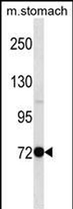 PAK7 Antibody in Western Blot (WB)