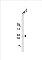 Phafin 1 Polyclonal Antibody