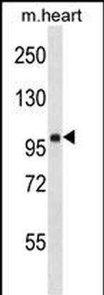 FHOD1 Polyclonal Antibody