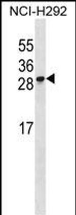 RFESD Polyclonal Antibody