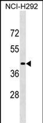 LIPN Polyclonal Antibody