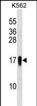 MCP-3 Polyclonal Antibody