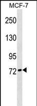 SIGLEC10 Polyclonal Antibody