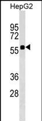 SRCRB4D Polyclonal Antibody