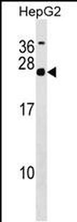 MRG Polyclonal Antibody