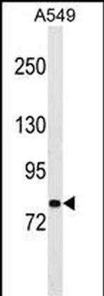 PCDHA1 Polyclonal Antibody