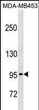 PCDHGA5 Polyclonal Antibody