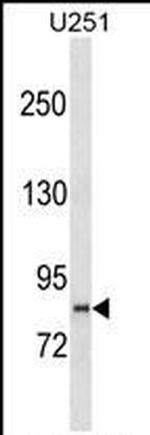 PCDHGB2 Polyclonal Antibody