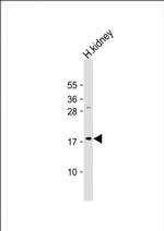 LYZL1 Antibody in Western Blot (WB)