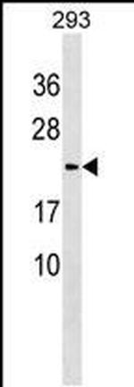 LYZL1 Antibody in Western Blot (WB)