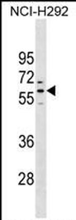 PRAMEF1 Polyclonal Antibody