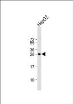 HILS1 Polyclonal Antibody