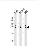 KDEL Polyclonal Antibody