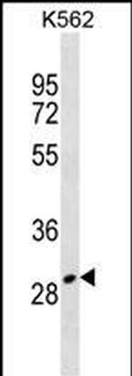 Talanin Polyclonal Antibody