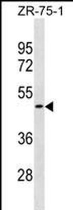 OR1S2 Polyclonal Antibody