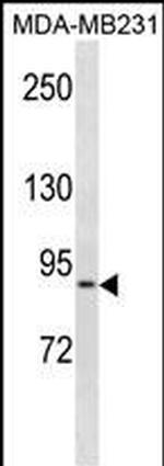KIRREL Polyclonal Antibody