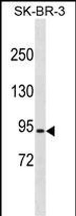 COP1 Polyclonal Antibody