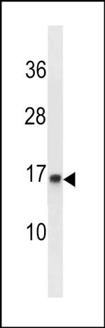 POMP Antibody in Western Blot (WB)