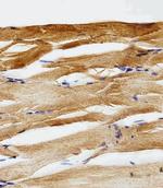 GFAP Antibody in Immunohistochemistry (Paraffin) (IHC (P))