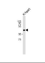 OR13C9 Polyclonal Antibody