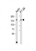 CTR9 Polyclonal Antibody