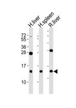 CXCL11 Polyclonal Antibody