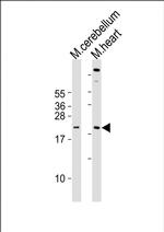 SCXA Polyclonal Antibody