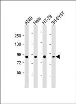 SEMA4G Polyclonal Antibody