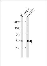 WACA Antibody in Western Blot (WB)