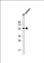 SRMS Polyclonal Antibody