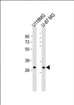 STX1B Polyclonal Antibody