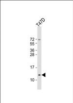 Mammaglobin A Polyclonal Antibody