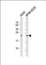 NT5M Polyclonal Antibody